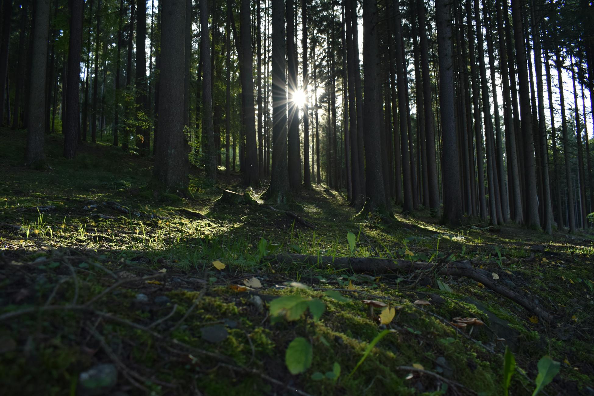 morning light through trees