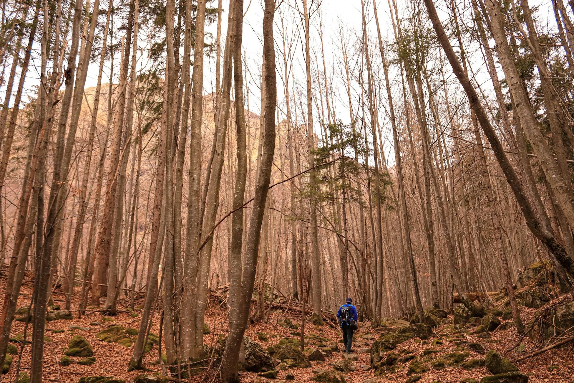 A solitary hiker with a backpack walks through a dense, leafless forest in early spring.
